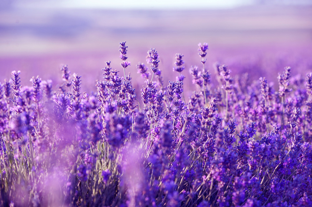 Lavender and Gunpowder