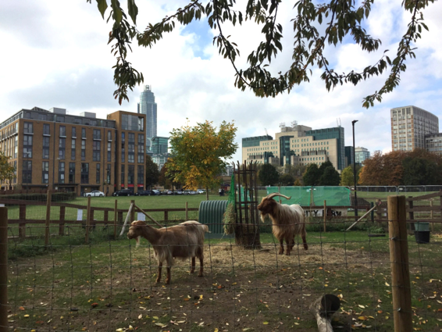 vauxhall-city-farm-goats