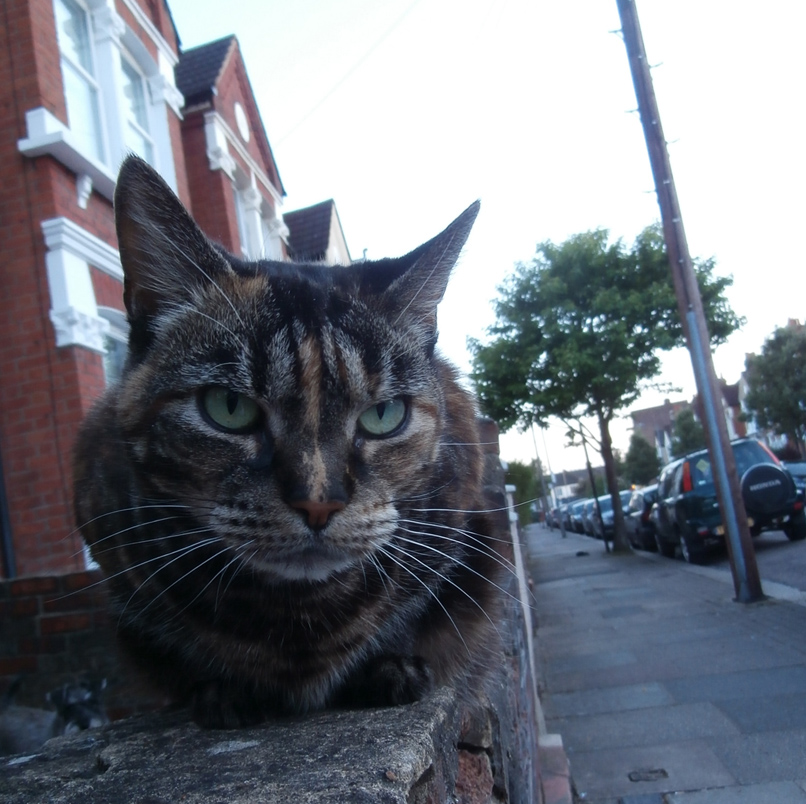 OLYMPUS DIGITAL CAMERA